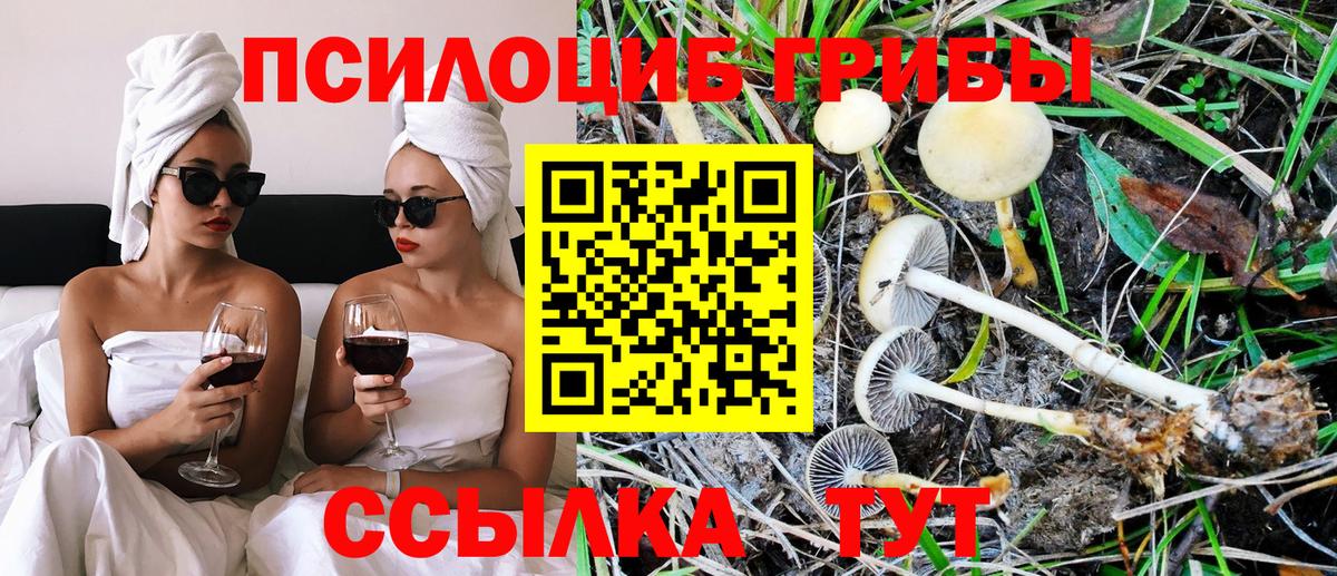 Псилоцибиновые грибы Cubensis Отрадный